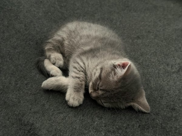 Wat zijn de meest voorkomende gezondheidsproblemen bij huisdieren?