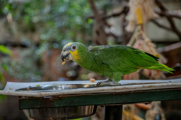 Hoe maak je je huis katvriendelijk?