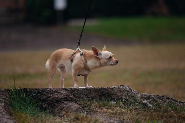Hoe kunnen we de leefgebieden van wilde dieren beschermen?